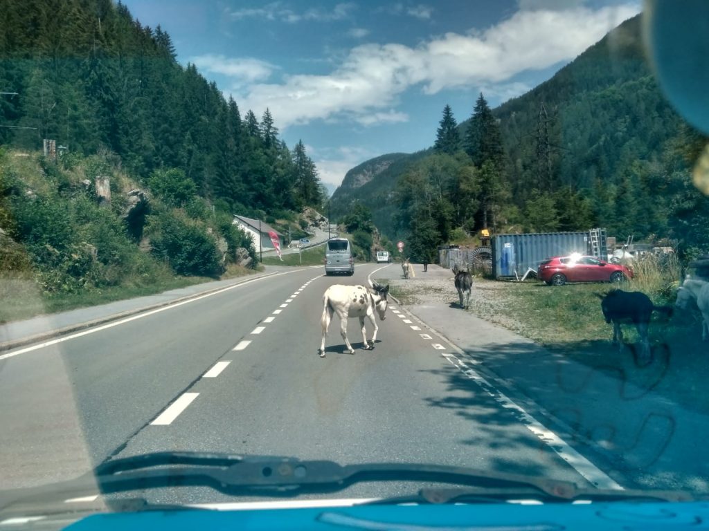 entrando en suiza burros cruzando la frontera Entrando en Suiza, burros cruzando la frontera