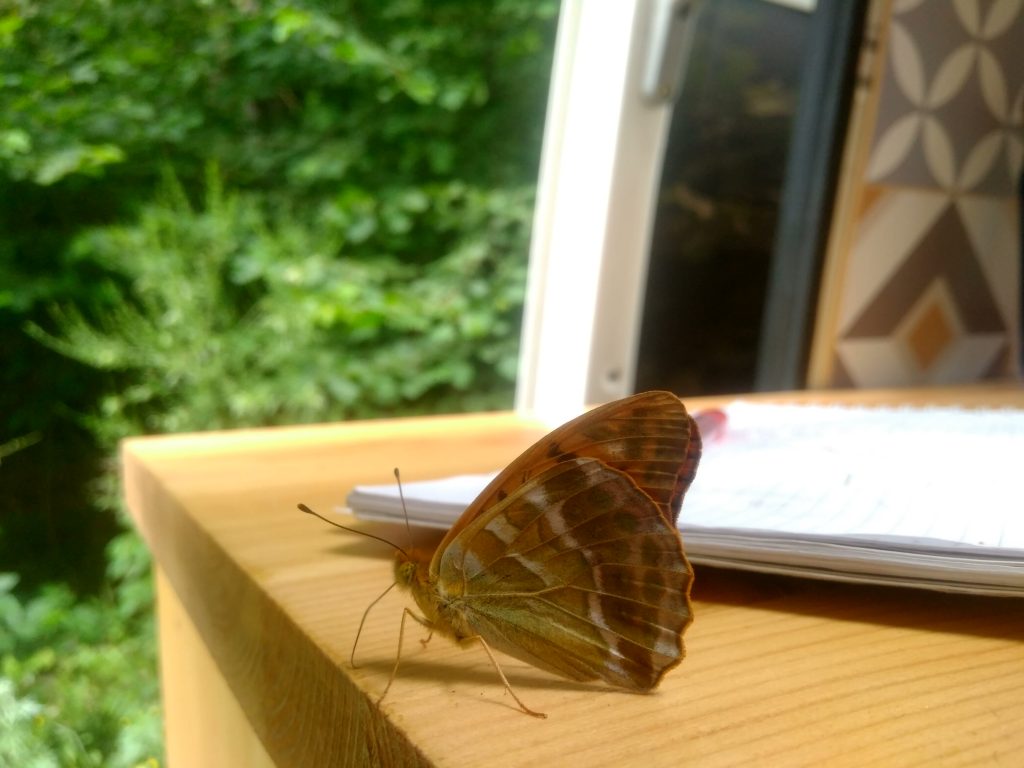 Lo mejor de viajar en furgo , mariposas en casa