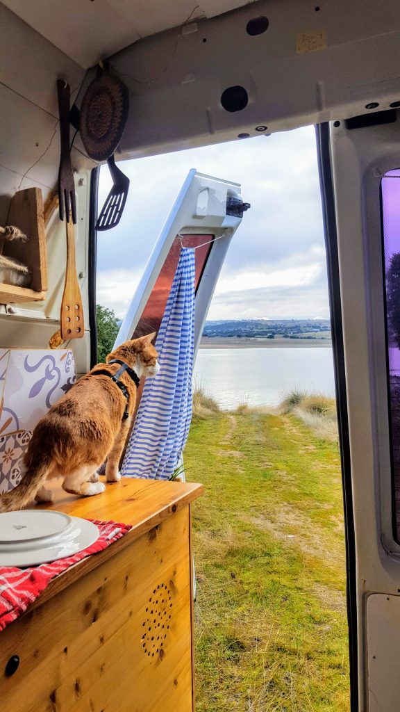 Viajar con un gato en furgoneta camper