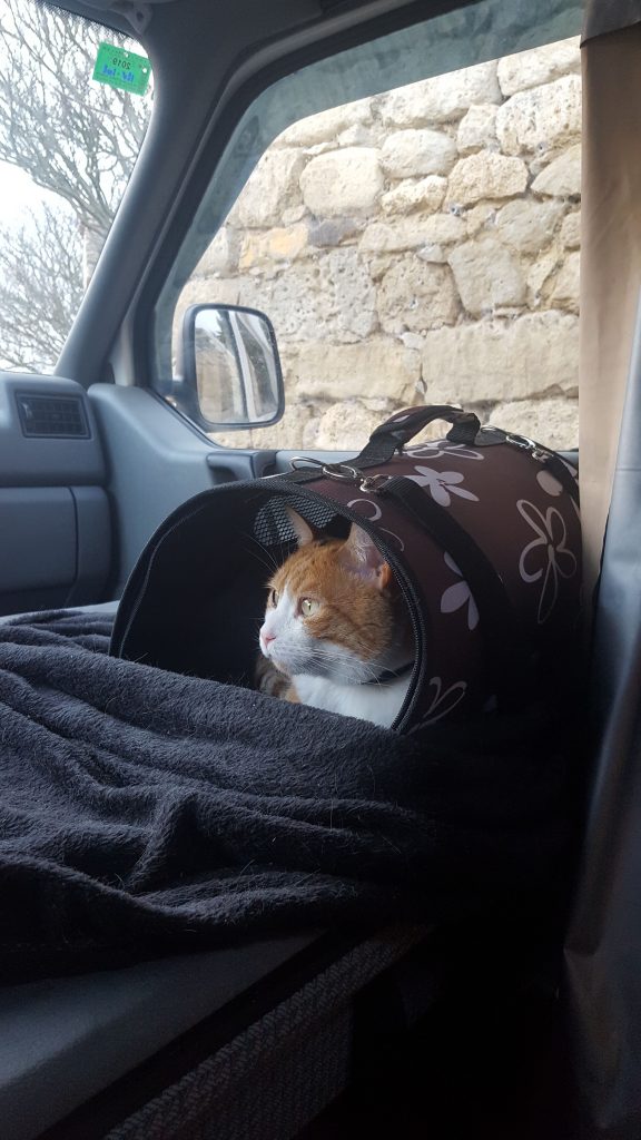 Viajar con un gato en furgoneta camper