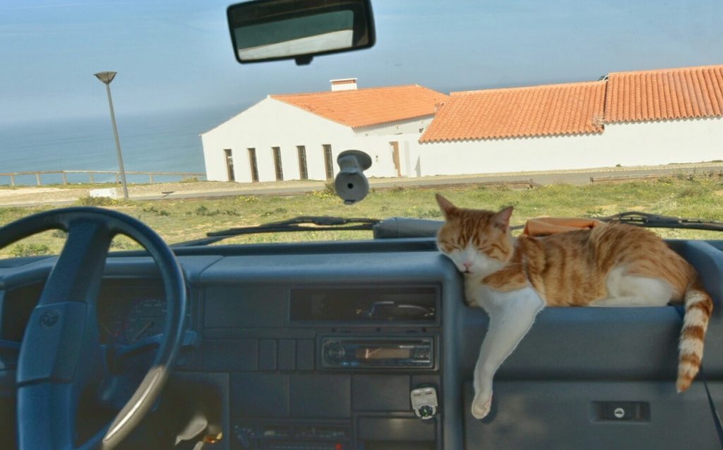 Lo bueno y lo malo de viajar con un gato