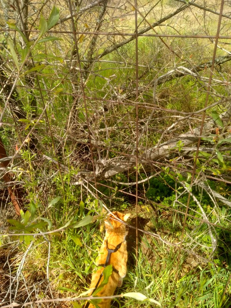 Lo bueno y lo malo de viajar con un gato