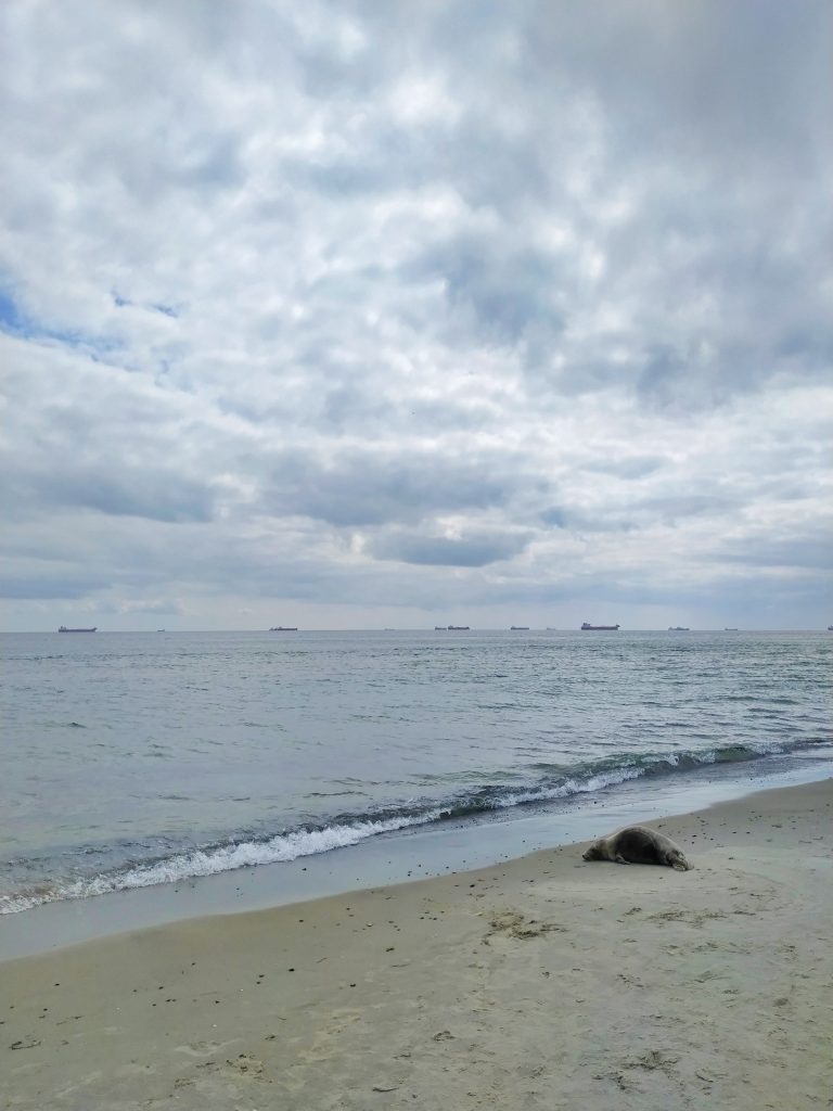 Dinamarca en furgoneta camper