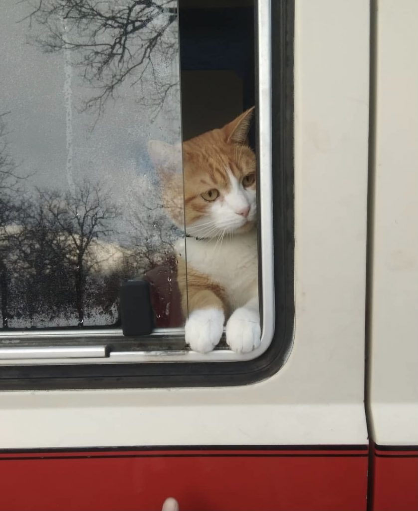 Vanlife con gatos