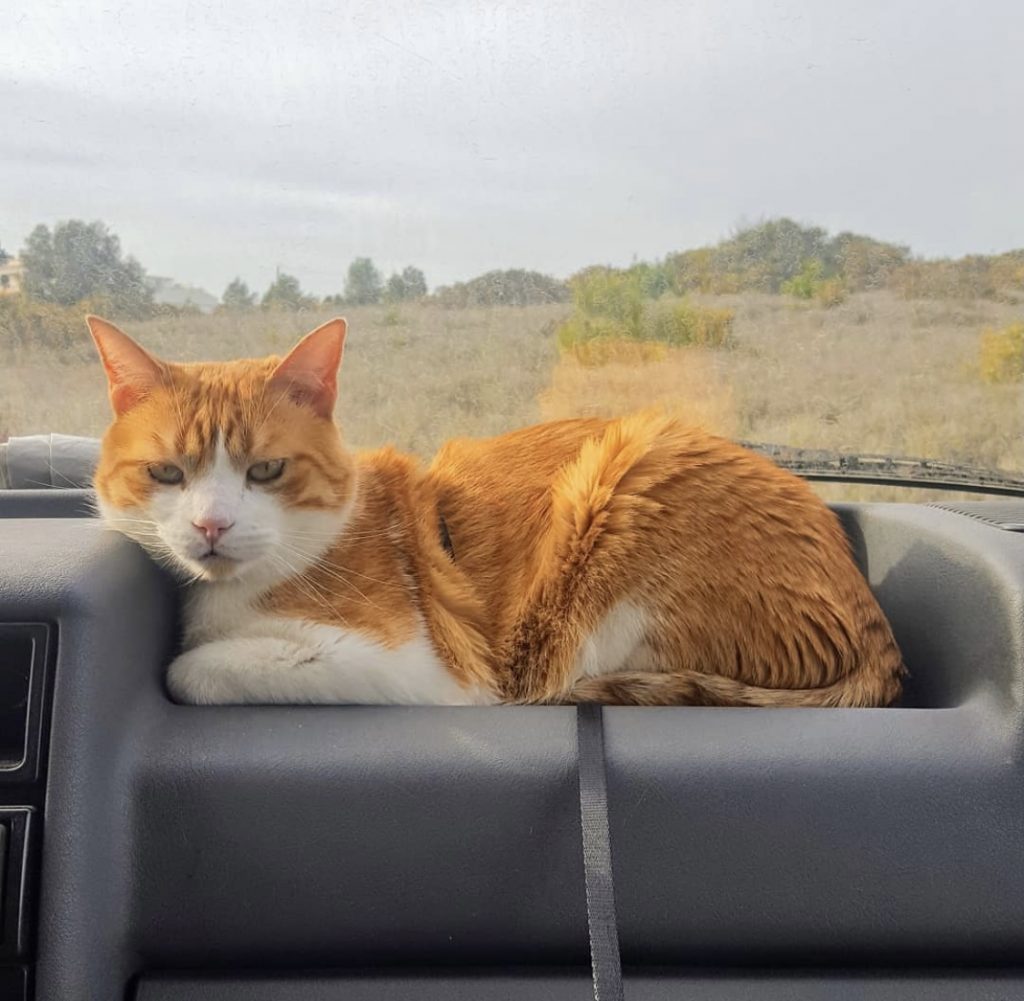 Vanlife con gatos