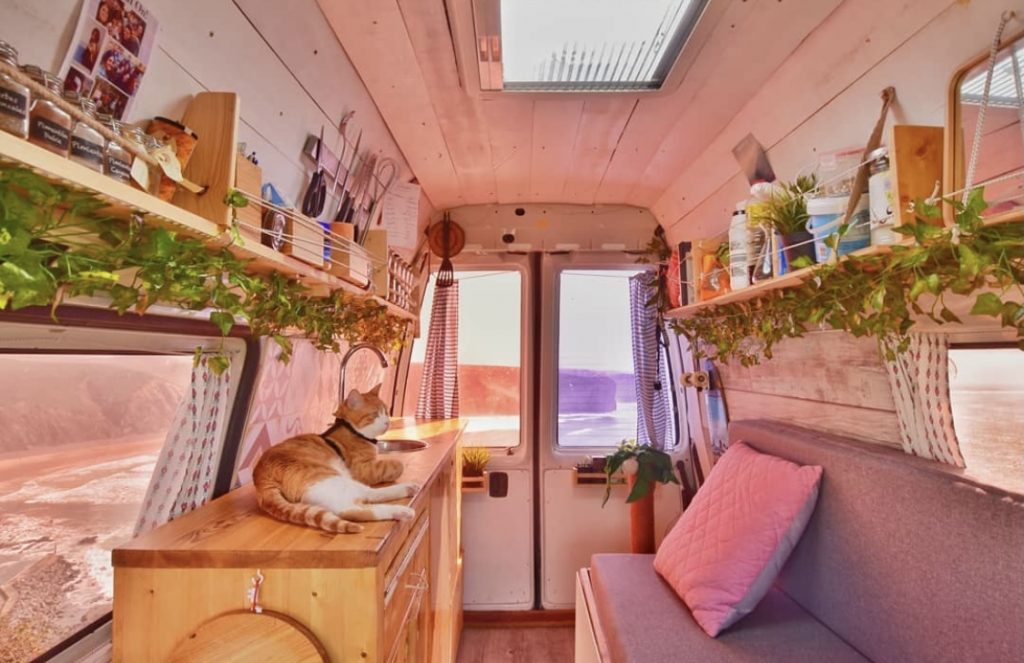 Vanlife con gatos